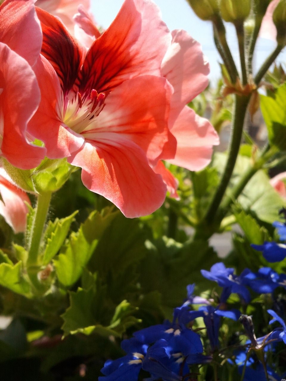 Fleurs Pelargonium