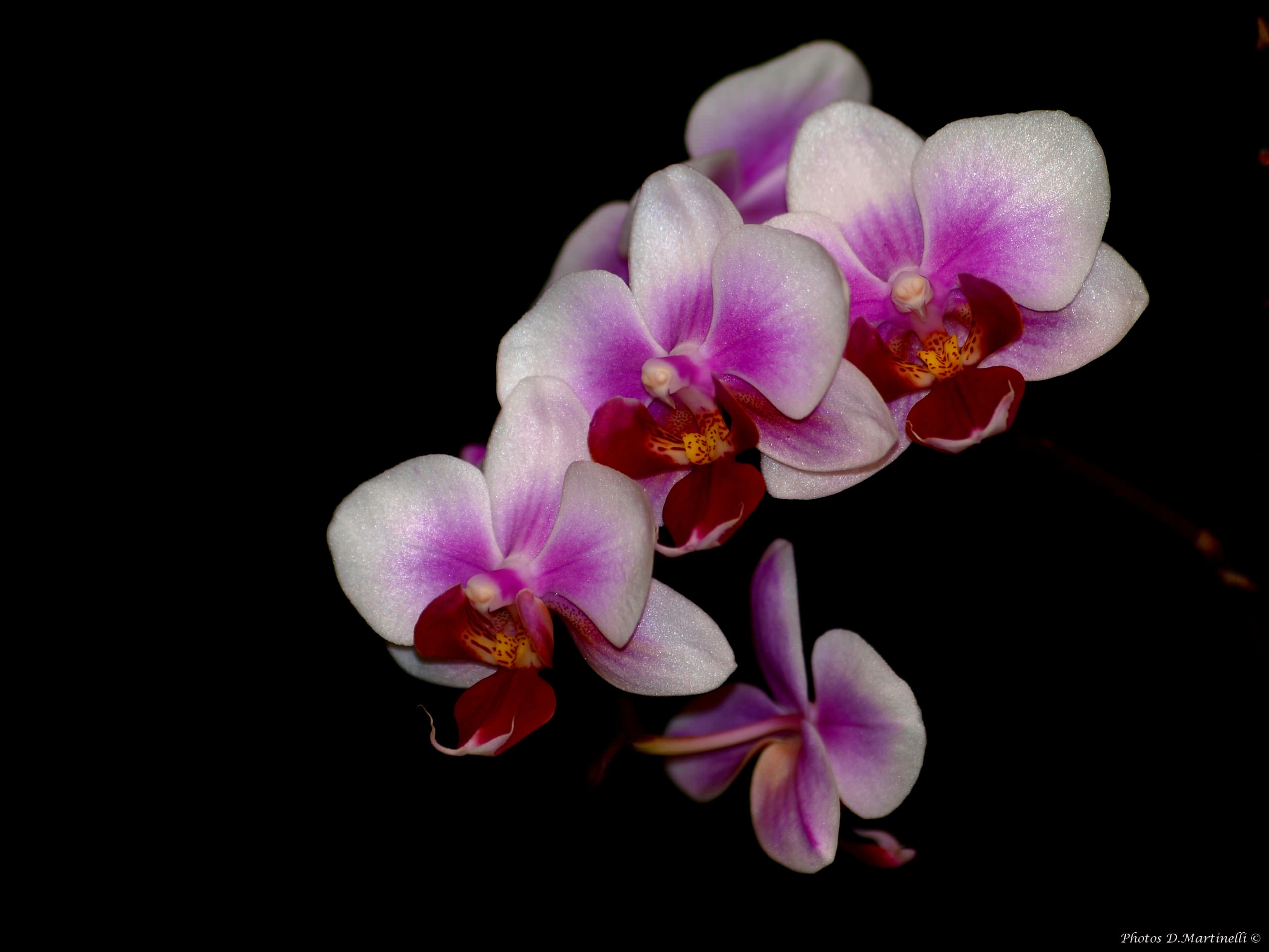 Fleurs Phalaenopsis