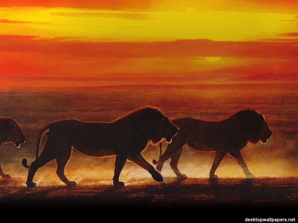 Lions Wallpaper N°38865