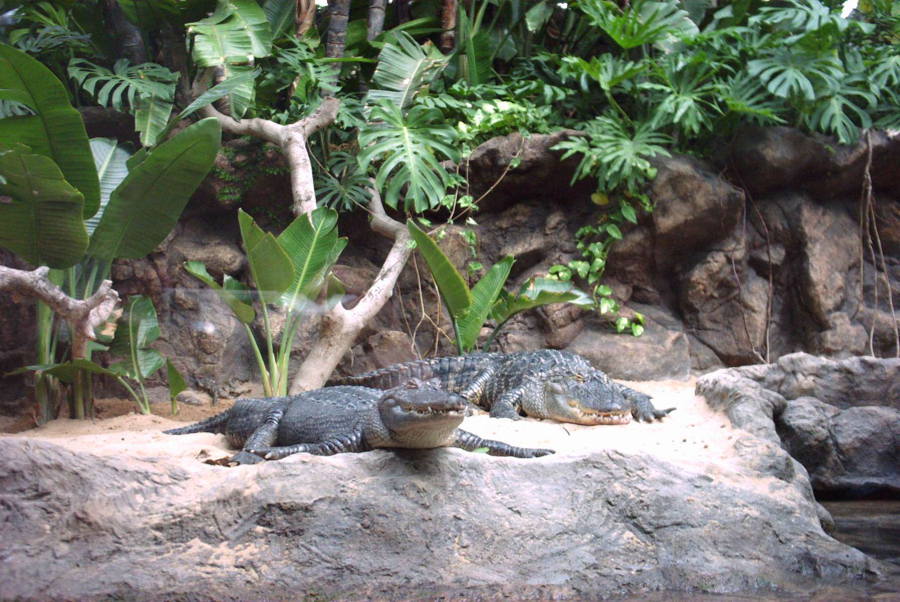 Crocodiles et Alligators Crocodiles...Loro Parque...sg-design ©