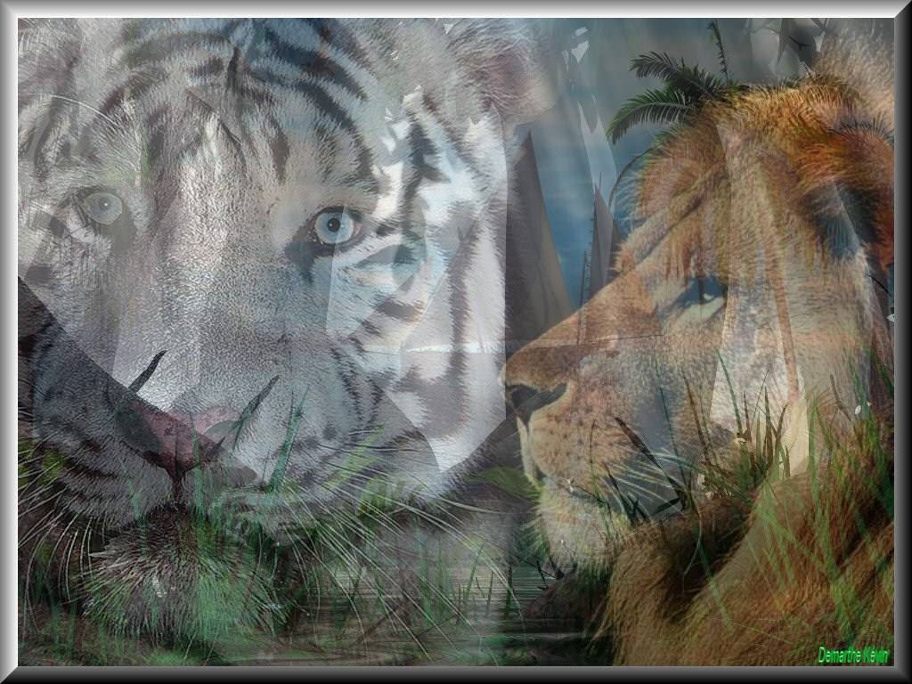Lions Lion & Tigre Blanc