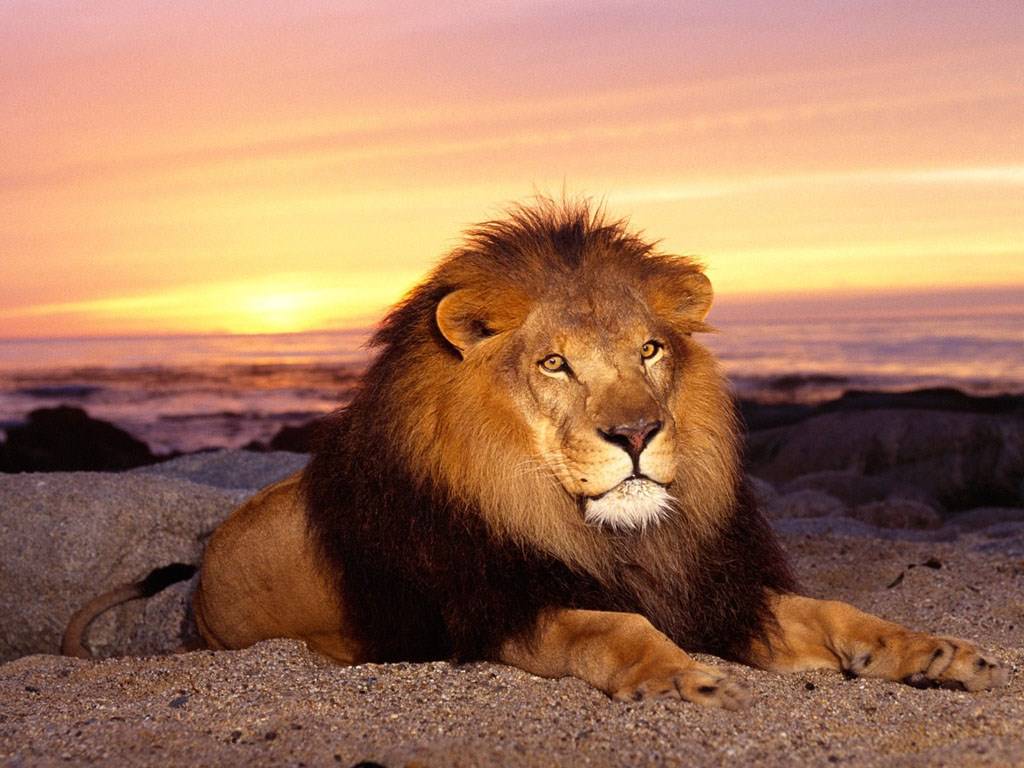 Lions The Lion