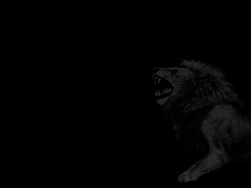 Lions Wallpaper N°85555