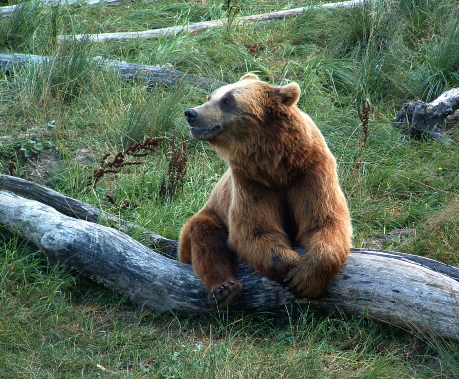 Ours Un ours qui pose...