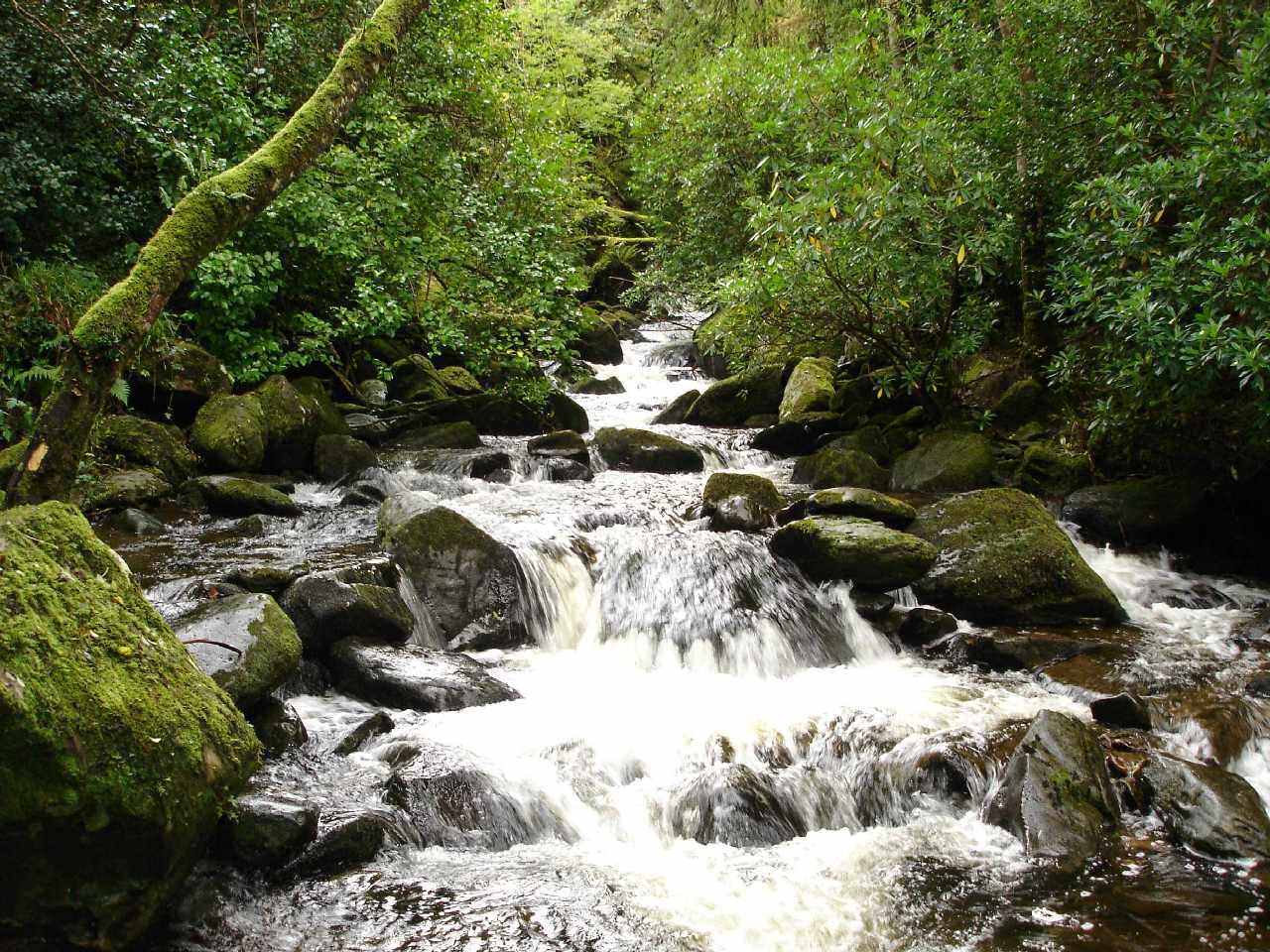 Cascades et Chutes Torc Waterfall (Irlande)