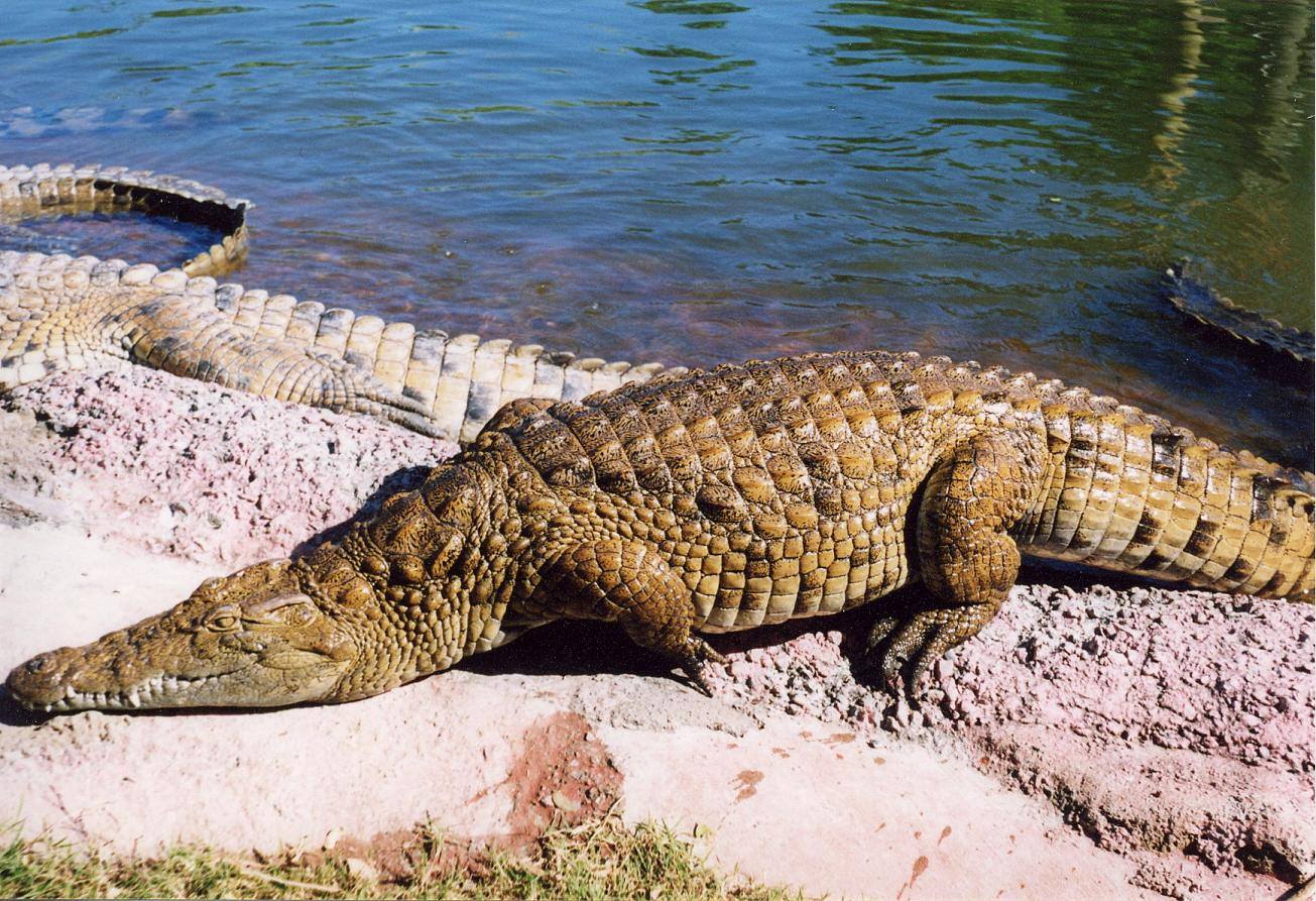 Crocodiles et Alligators Crocodile de l'Ile de la Réunion.