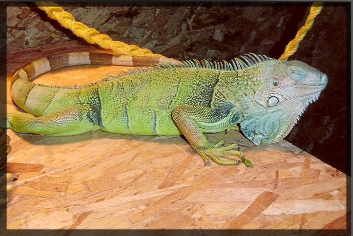 Lezards et Iguanes iguane