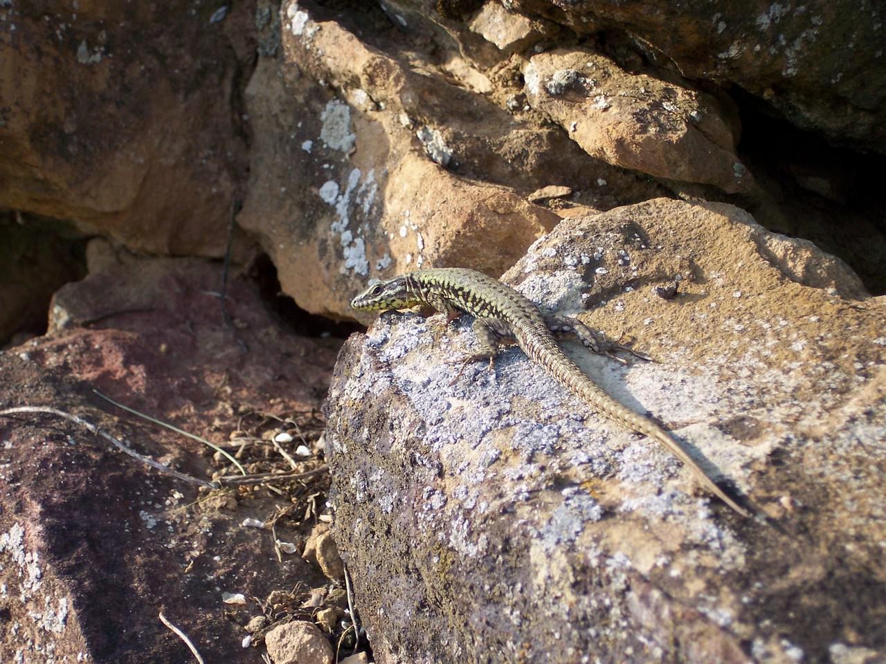 Lezards et Iguanes Oh soleil !