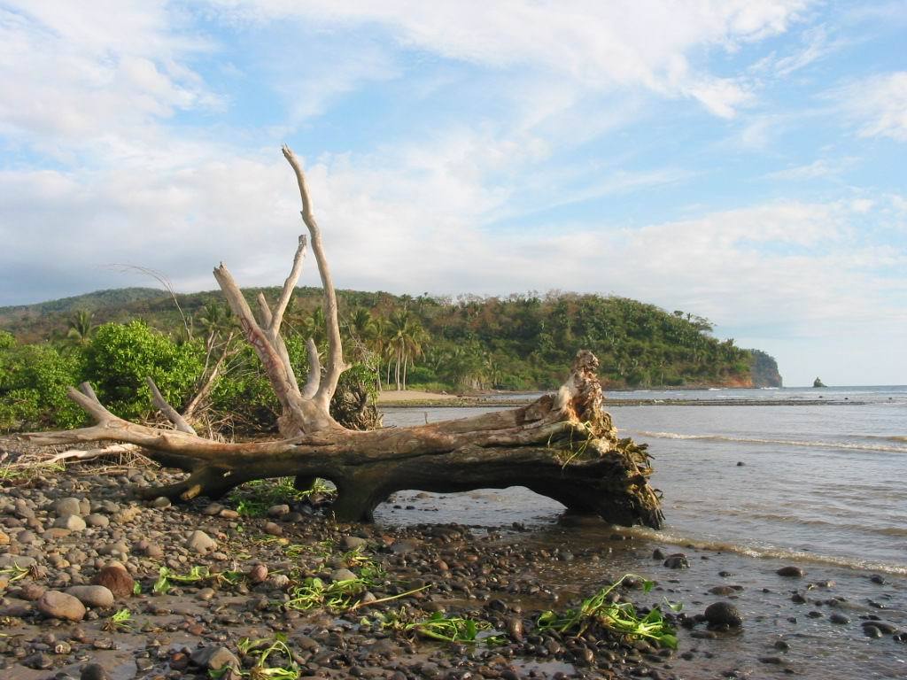 Mers et Oceans Arbre échoué