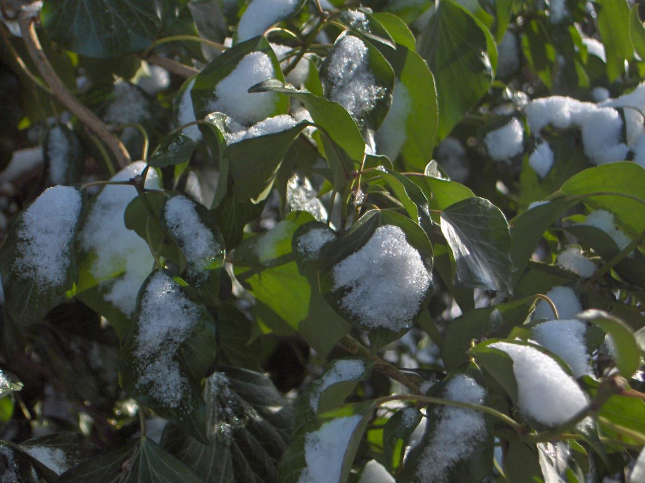 Saison hivernale sous la neige