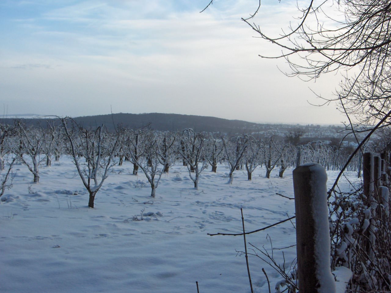 Saison hivernale Vergers sous la neige