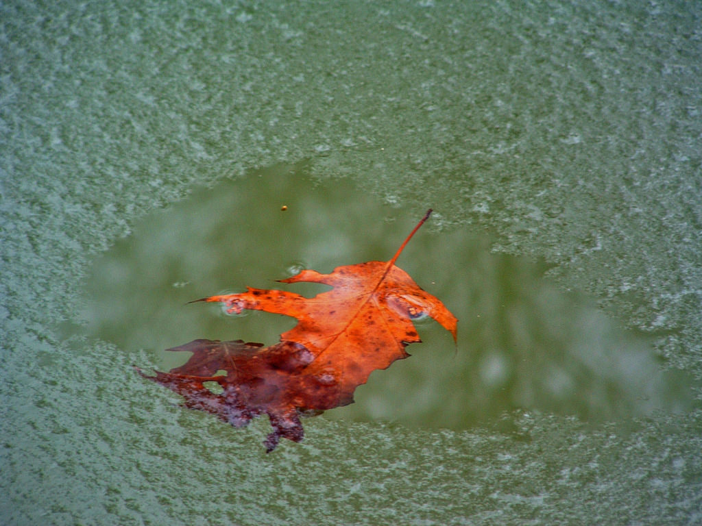 Saison hivernale Feuille et glace....