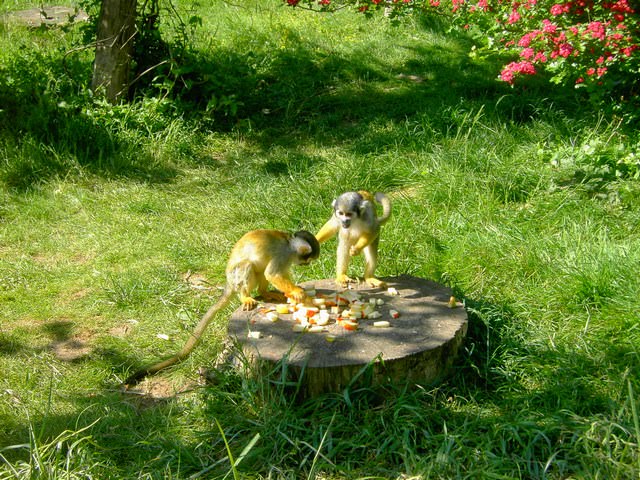 Singes gourmands  !