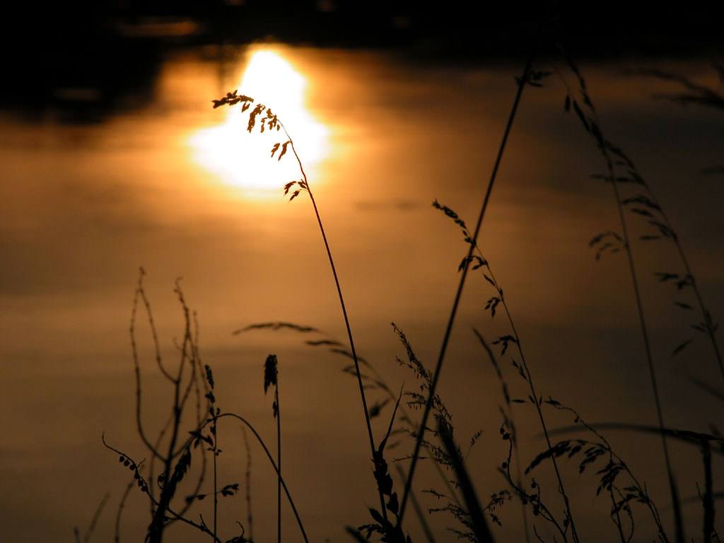 Couchers et levers de Soleil Herbes au soleil couchant