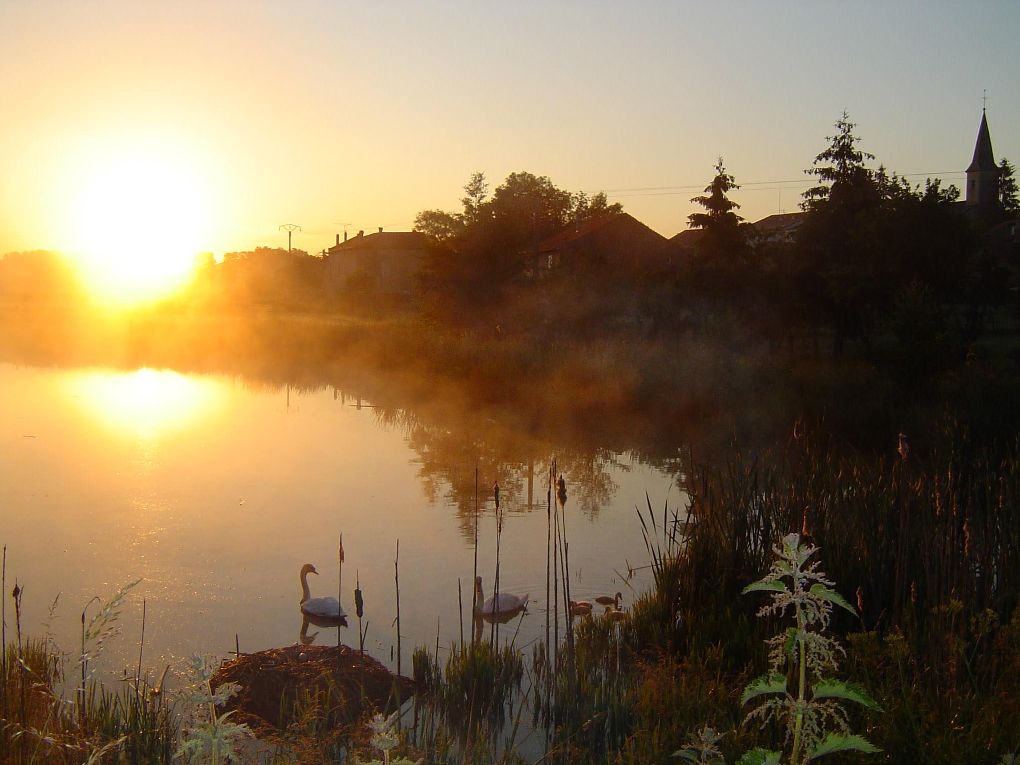 Couchers et levers de Soleil couple de cygnes et leur petits