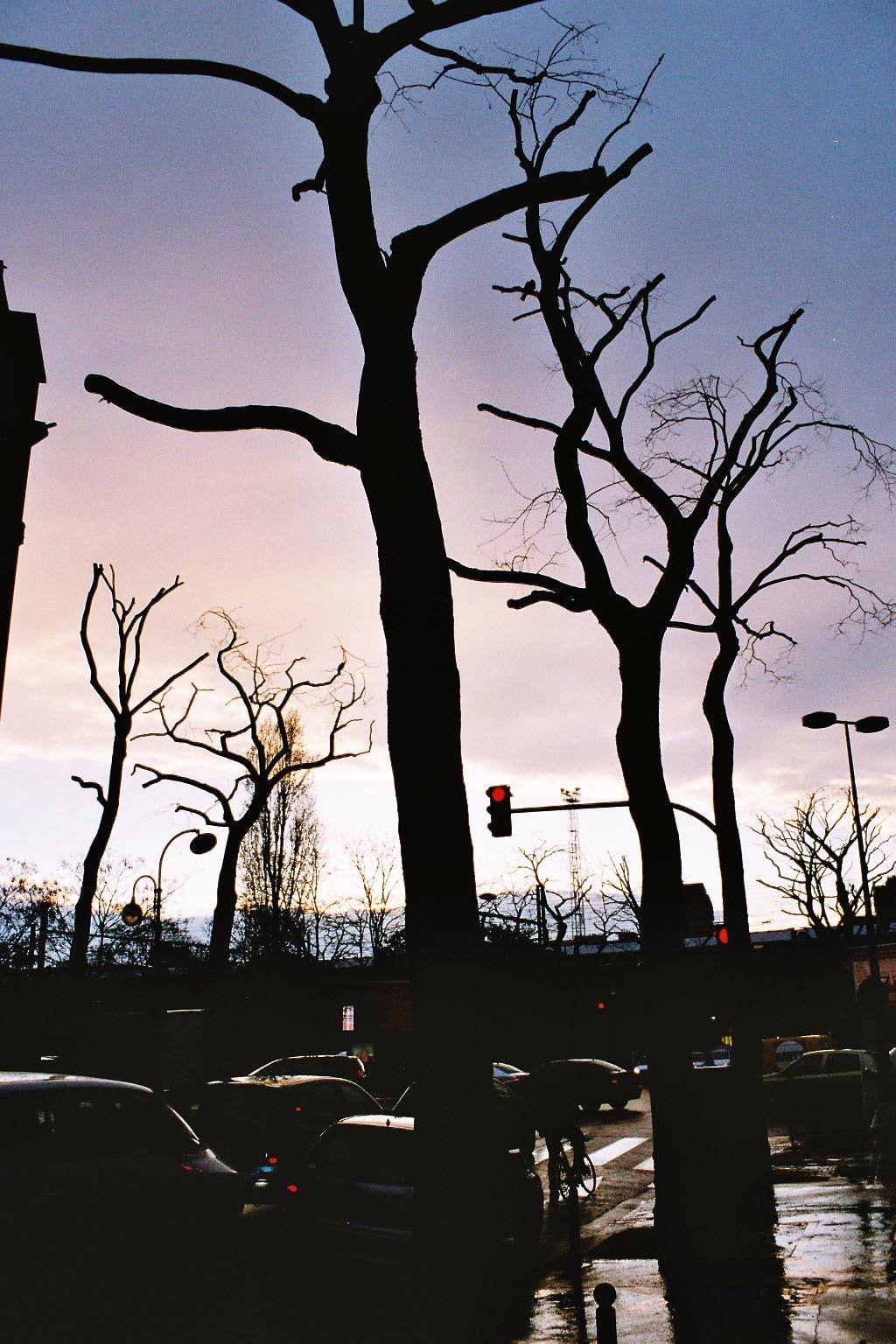 Couchers et levers de Soleil arbres et villes