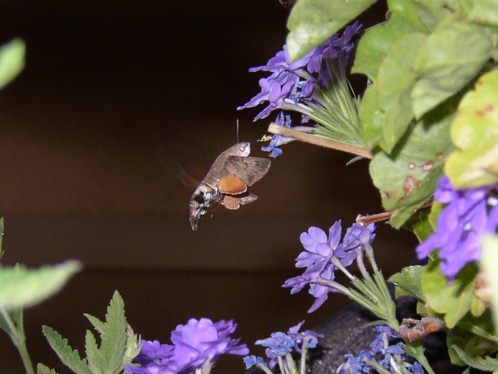 Bombyles En plein vole