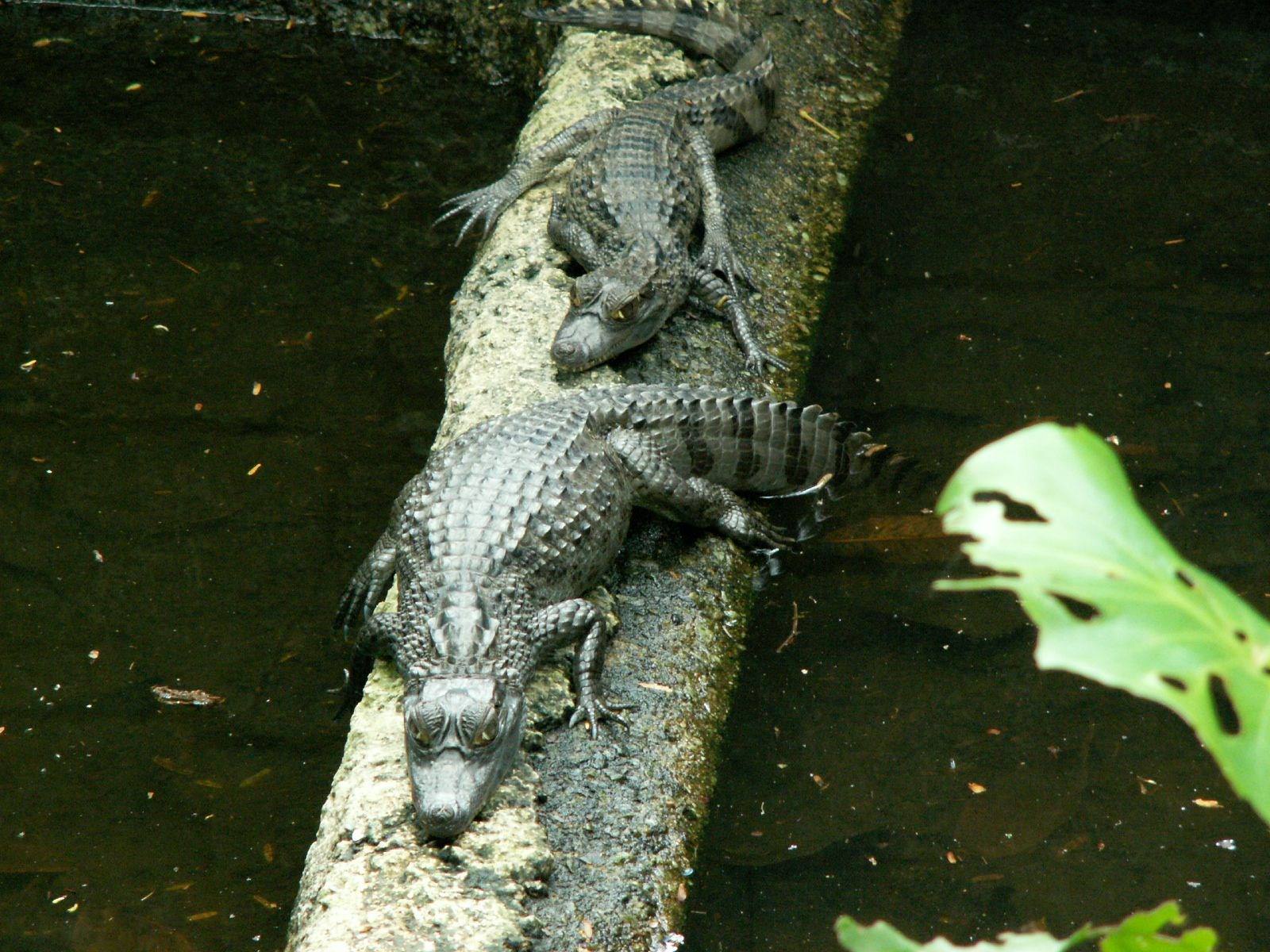 Crocodiles et Alligators caïmans