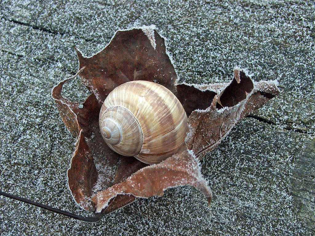 Escargots et Limaces Saison d'hiver