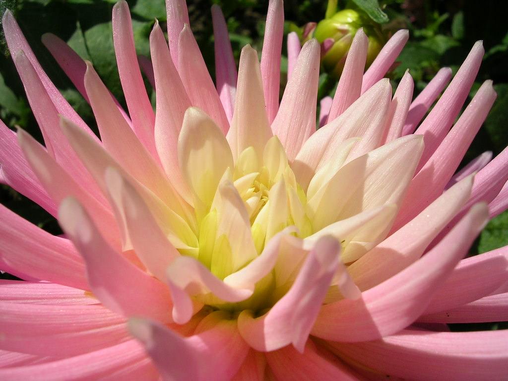 Fleurs Dahlia