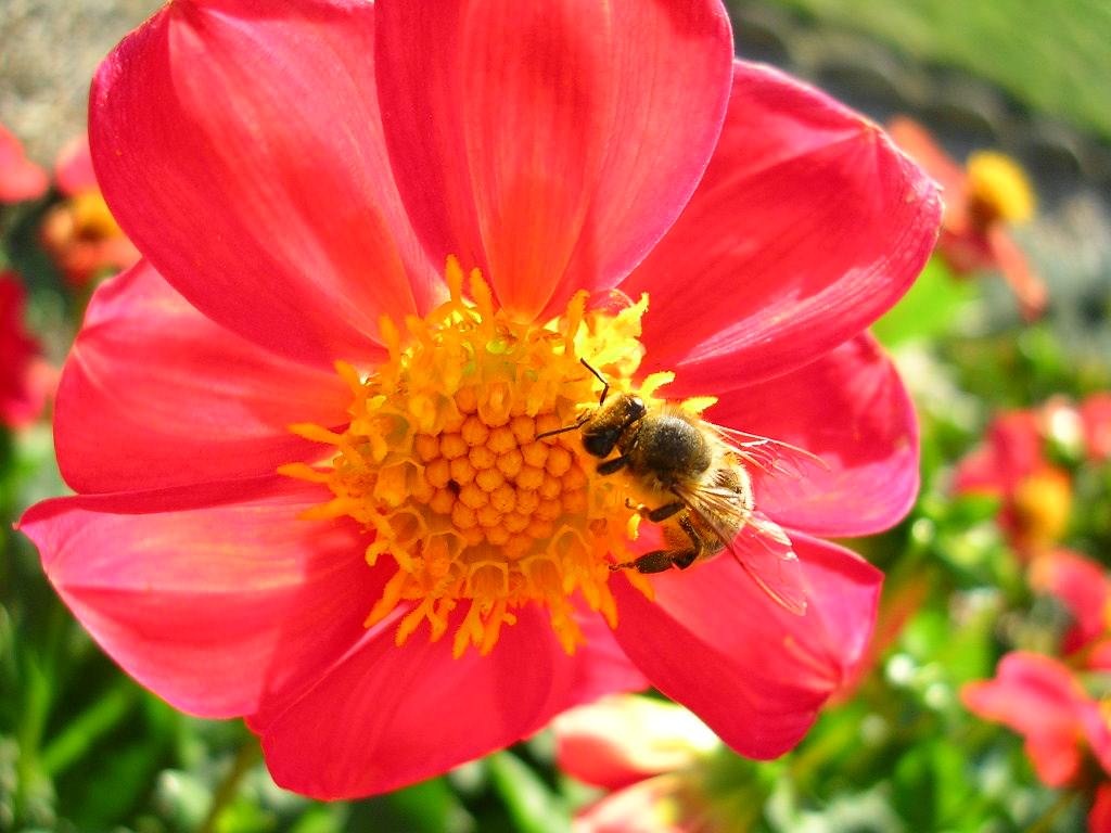 Fleurs Dahlia et abeille