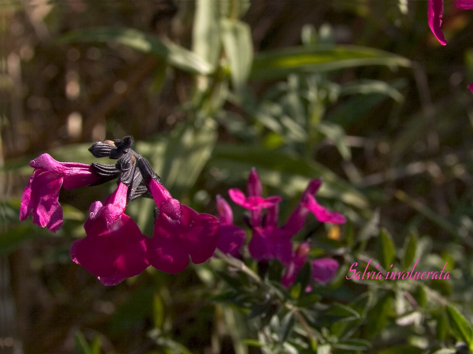 Fleurs Salvia involucrata