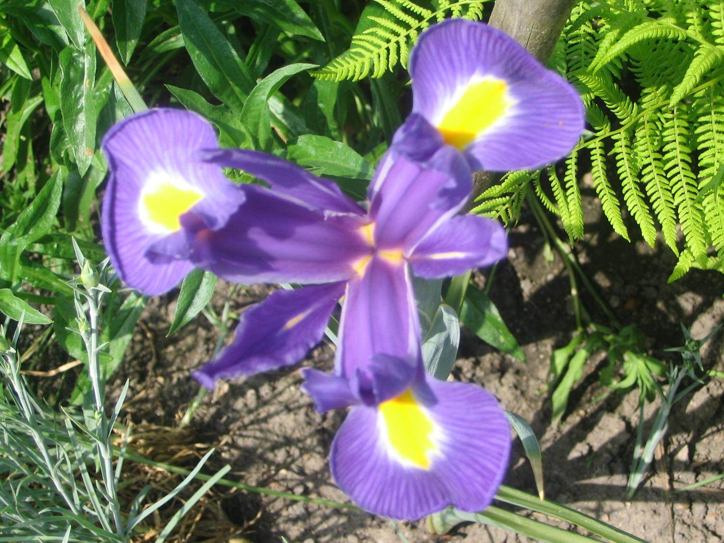 Fleurs fleur bleue