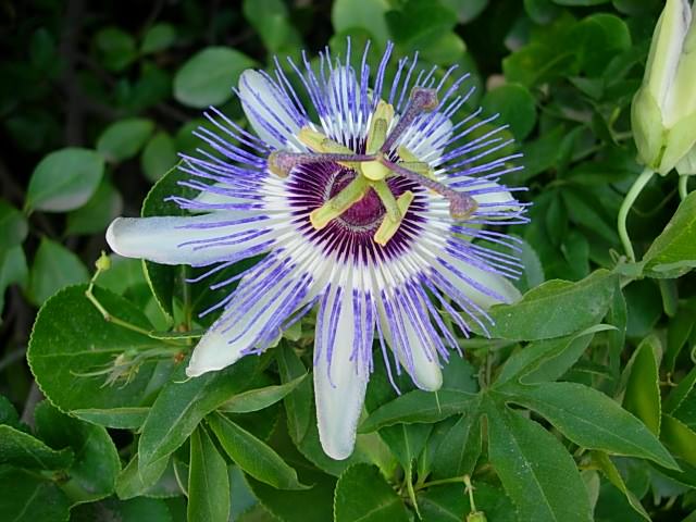 Fleurs Fleur