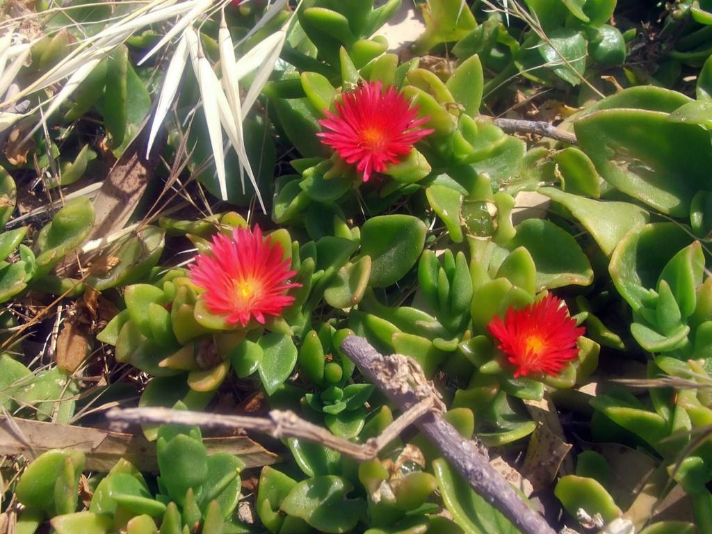 Fleurs Ile de Chypre : Limassol