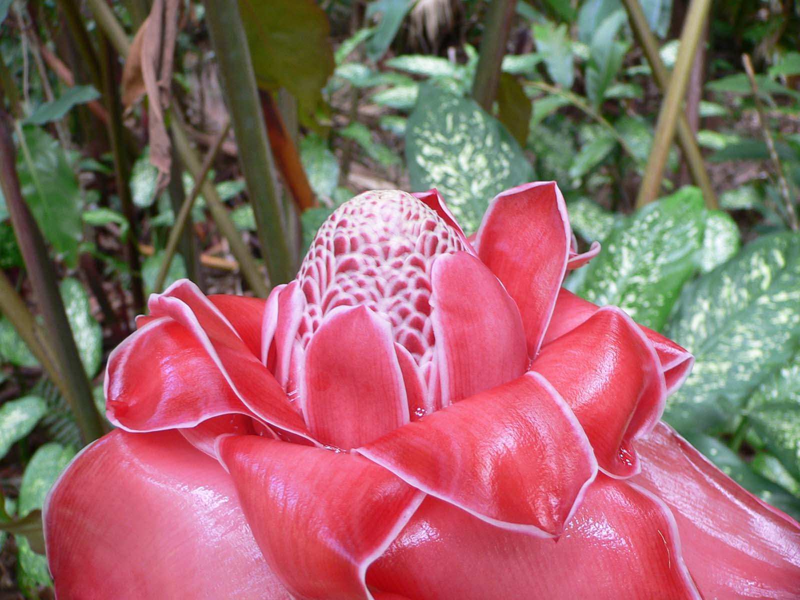 Fleurs rose de porcelaine