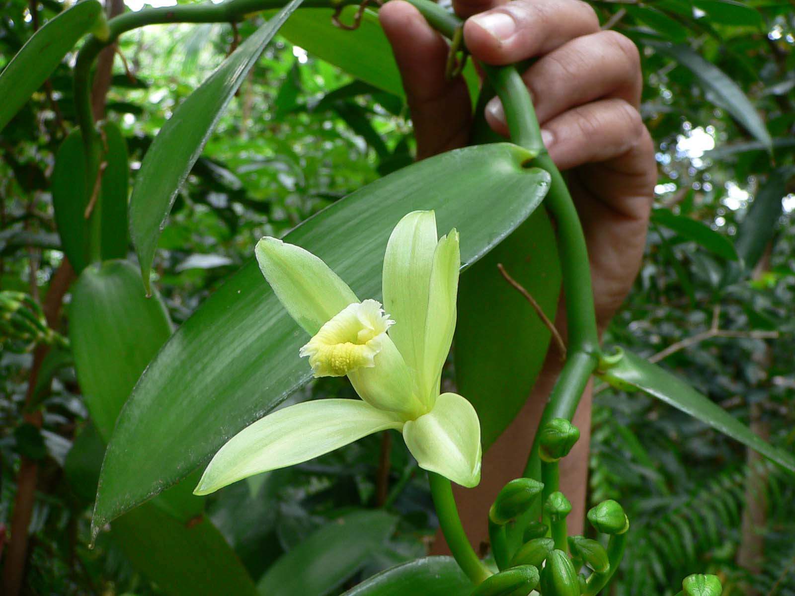 Fleurs fleur de vanille