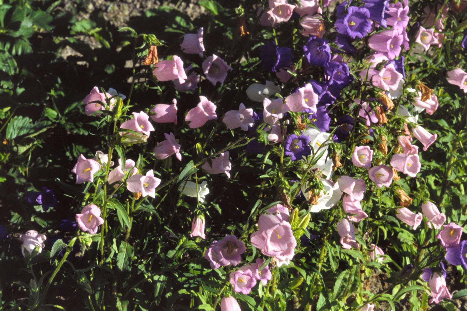 Fleurs Flore alpine