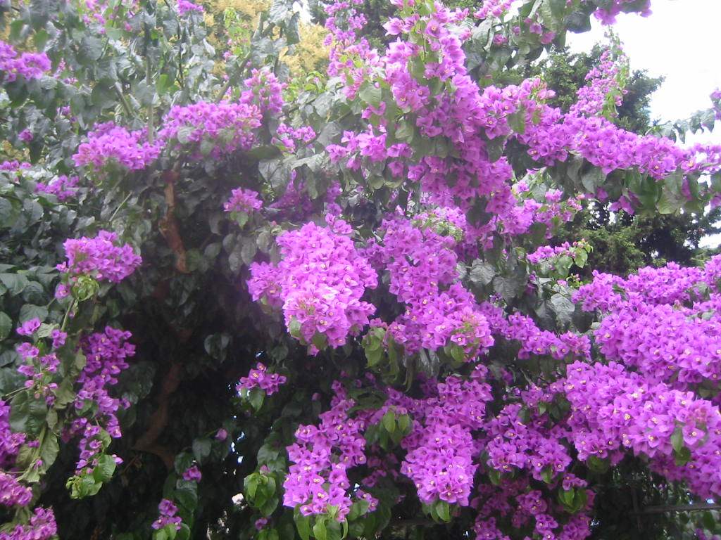 Fleurs Bougainvillées à Rivesaltes