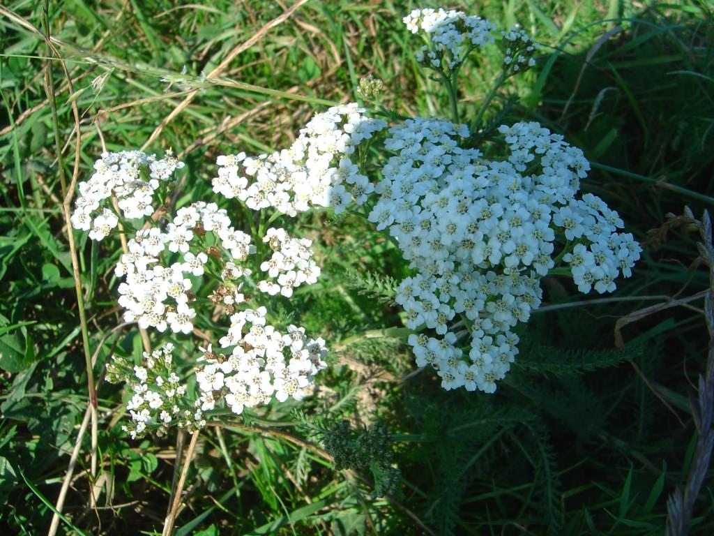 Fleurs Fleur des champs.