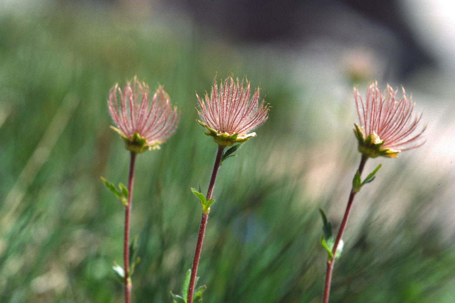 Fleurs Flore alpine