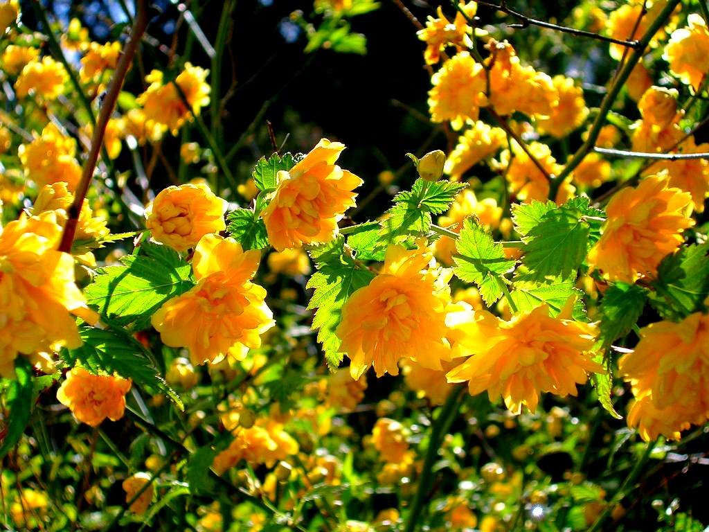 Fleurs Kéria japonica