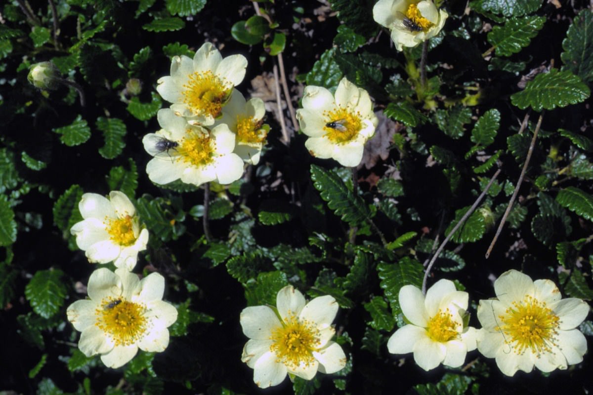 Fleurs Flore alpine