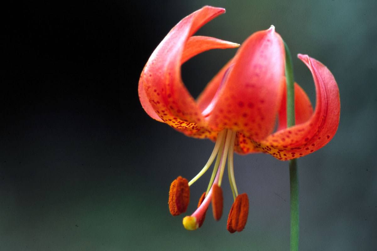 Fleurs Flore alpine