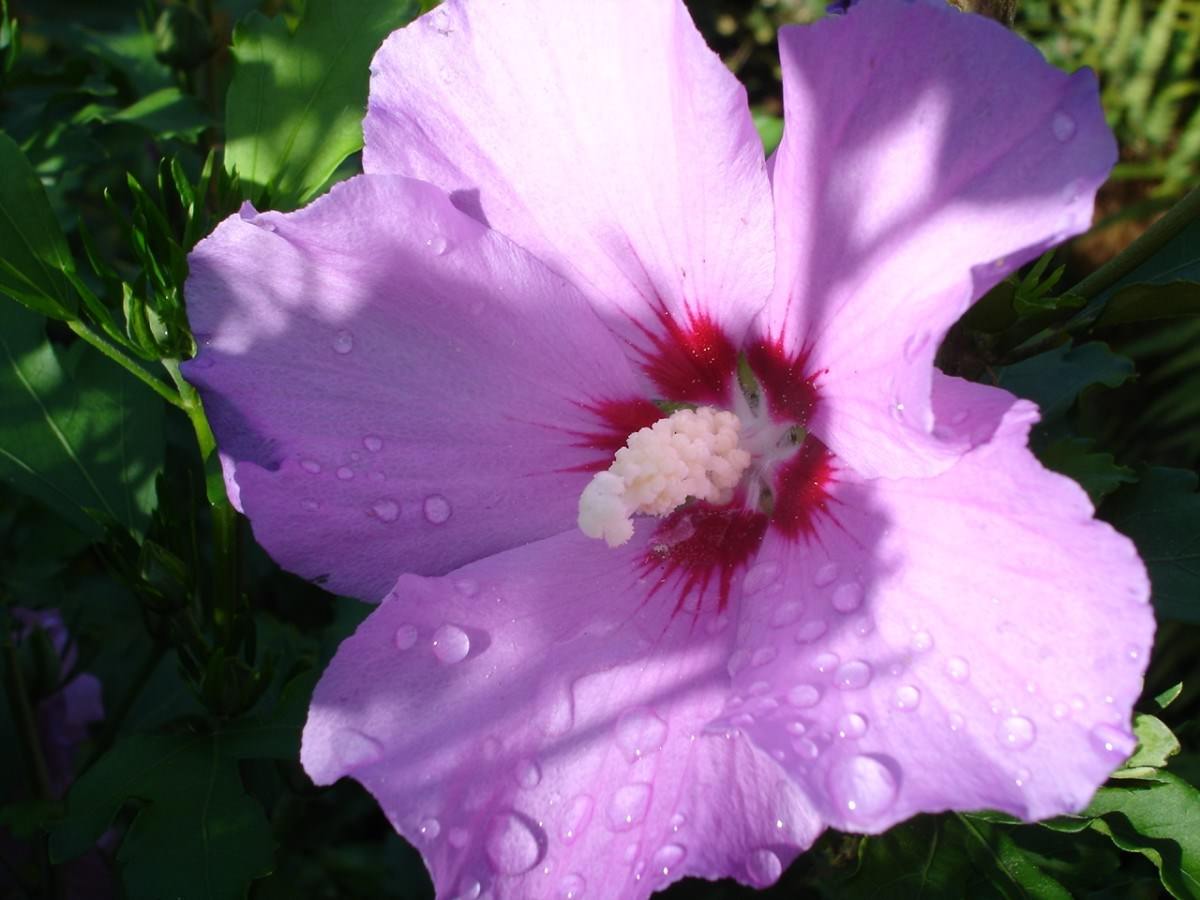 Fleurs Hibiscus de mon jardin