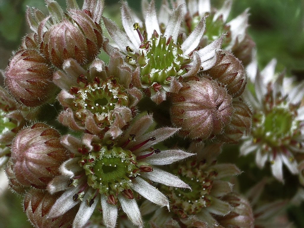 Fleurs Joubarde