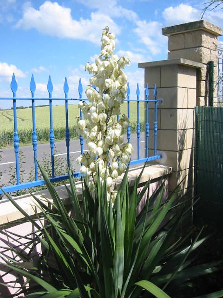 Fleurs Yucca en fleurs