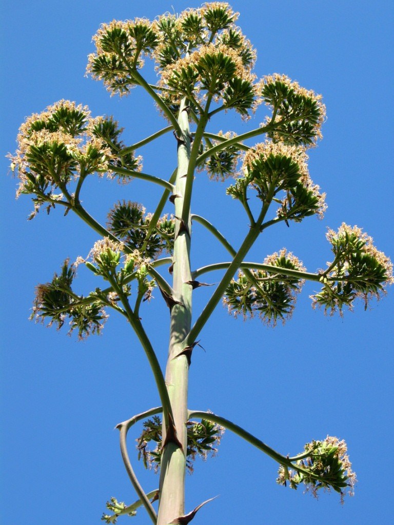 Fleurs Fleurs de cactus sous le ciel azuréen