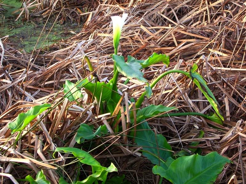 Fleurs aromes en hiver