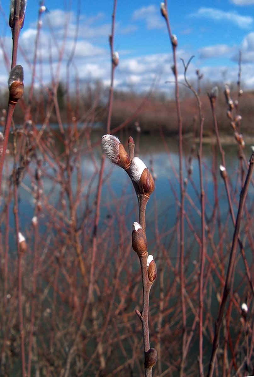 Fleurs Bourgeons