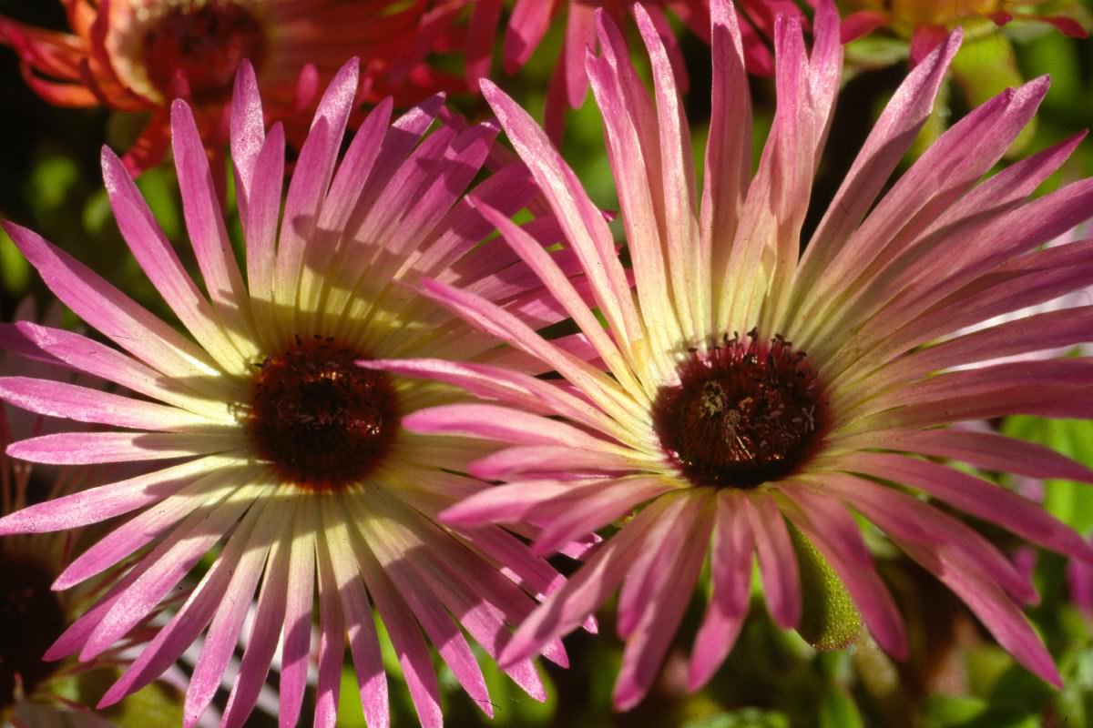 Fleurs Les fleurs de nos jardins.