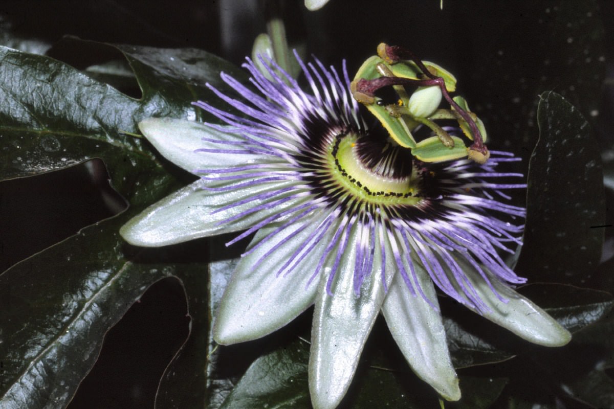 Fleurs Les fleurs de nos jardins.