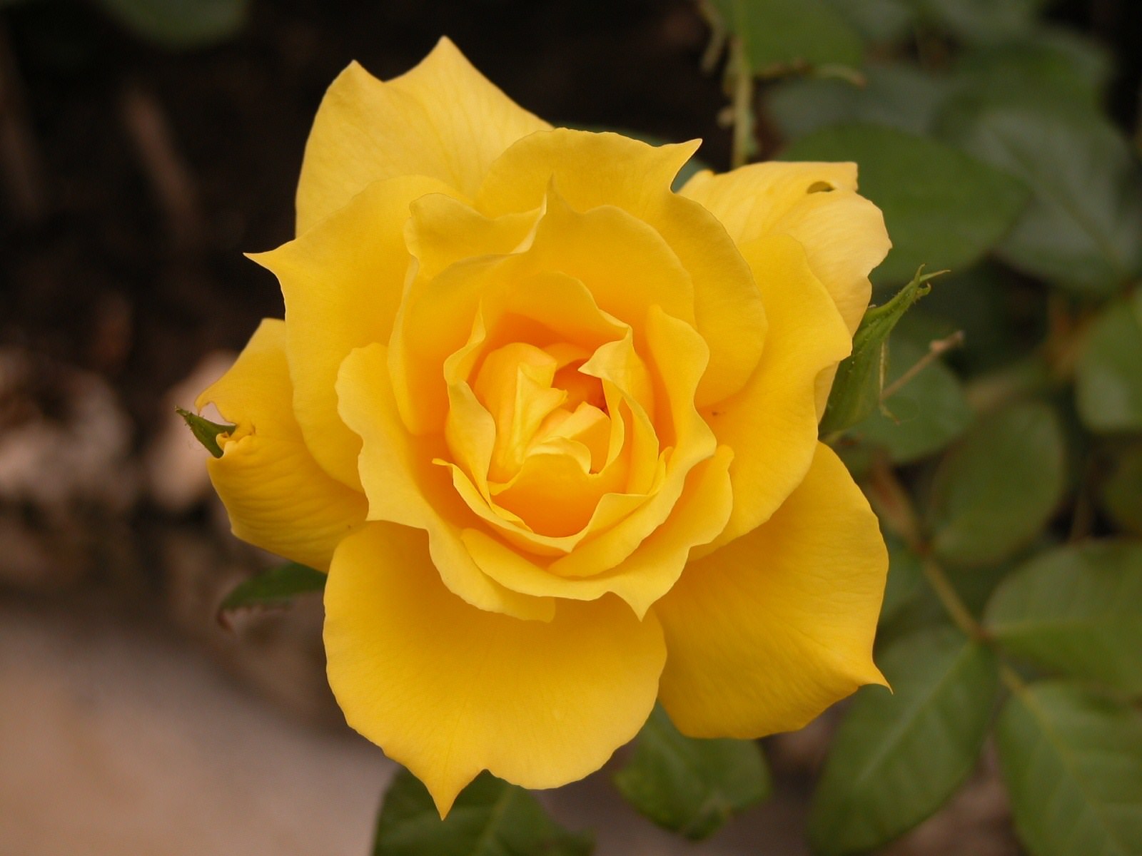 Fleurs Rose Jaune