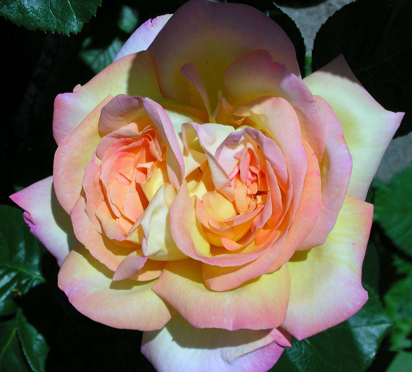 Fleurs double rose