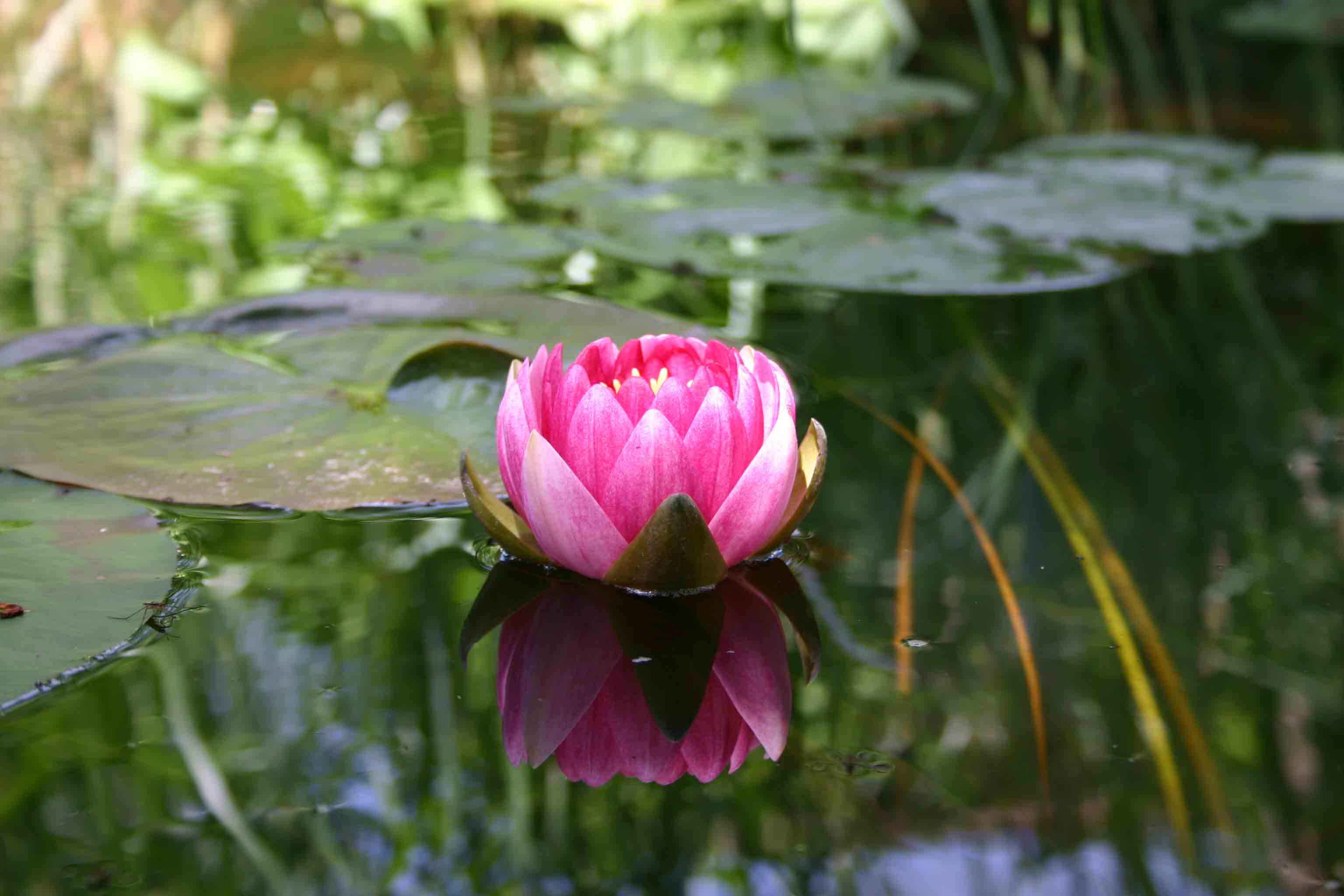 Fleurs NENUPHAR