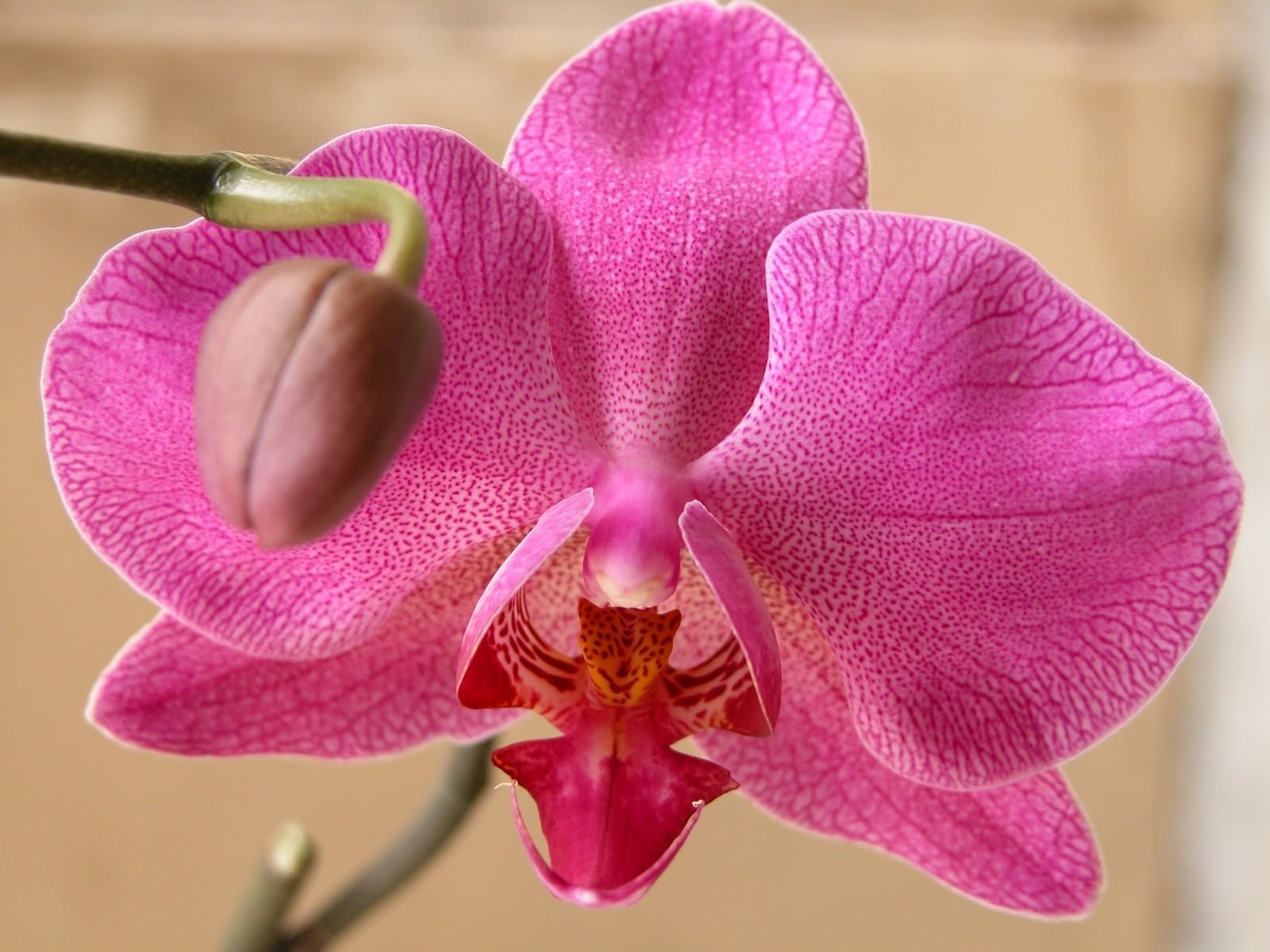 Fleurs Orchidée